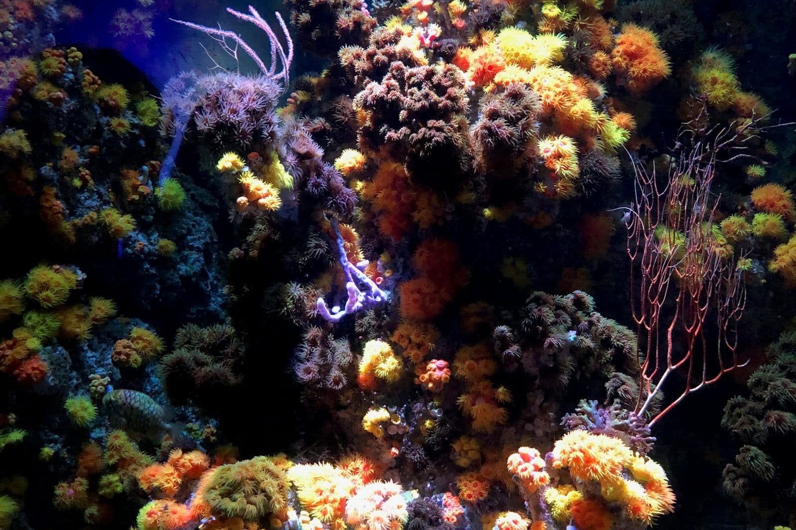 Coral reef display tank with orange and purple corals